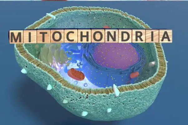 Urolityna A – sekret zdrowych mitochondriów i długowieczności komórek