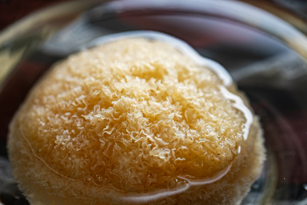 Tremella fuciformis (trzęsak morszczynowaty) w służbie młodej i nawilżonej skóry